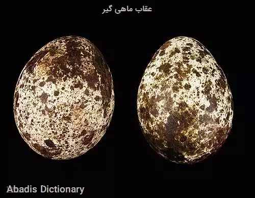 عقاب ماهی گیر